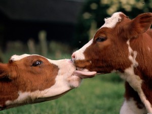 cows-french-kissing